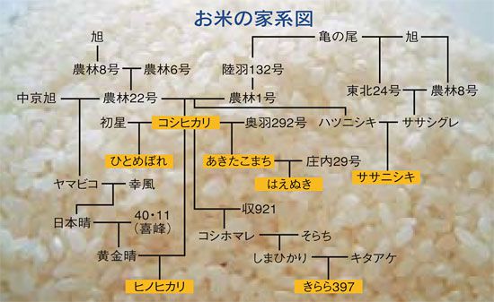 お米の家系図