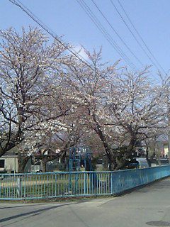 長井市【まちなか桜回廊】