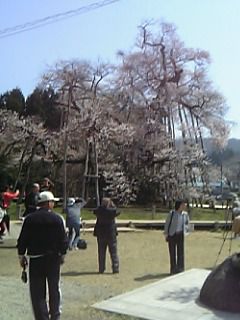 桜咲く～・久保の桜