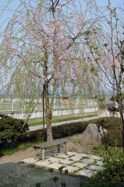 清流庵の庭の桜が見頃です♪