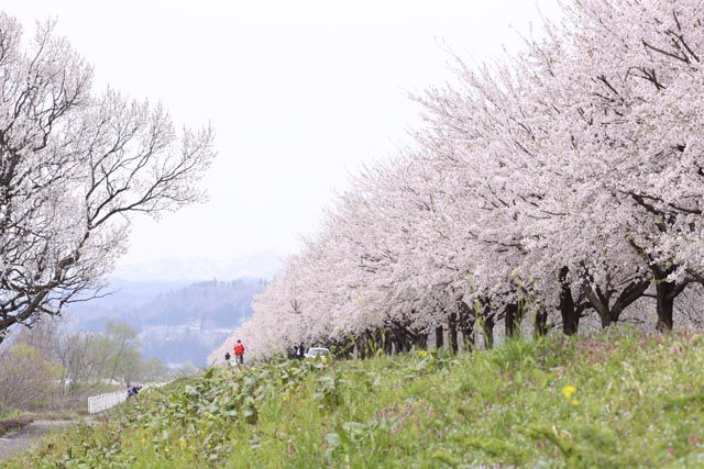 寒河江市～河川敷の桜（5月3日）