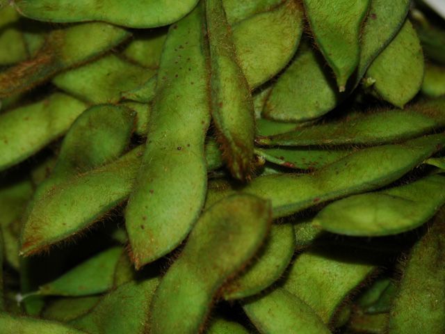 置賜まぼろしの在来種「馬のかみしめ」試食会
