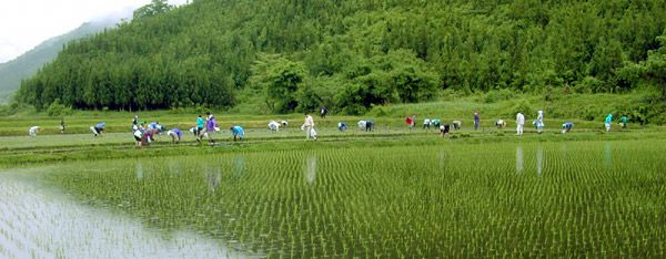 米鶴酒造（高畠町）で田植え祭り