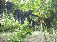 ワインのブドウ畑とトラヤワイナリーを見学