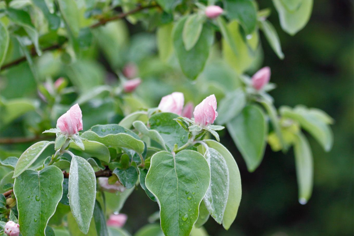 「花梨（カリン）の花」が咲き始めていました。