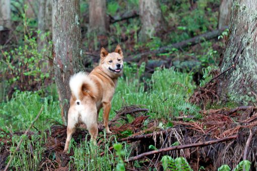 ここは「ユキツバキ」の北限の山中です。