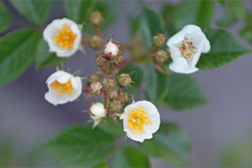 ６月ですね。今朝の、初夏のハナバナです。