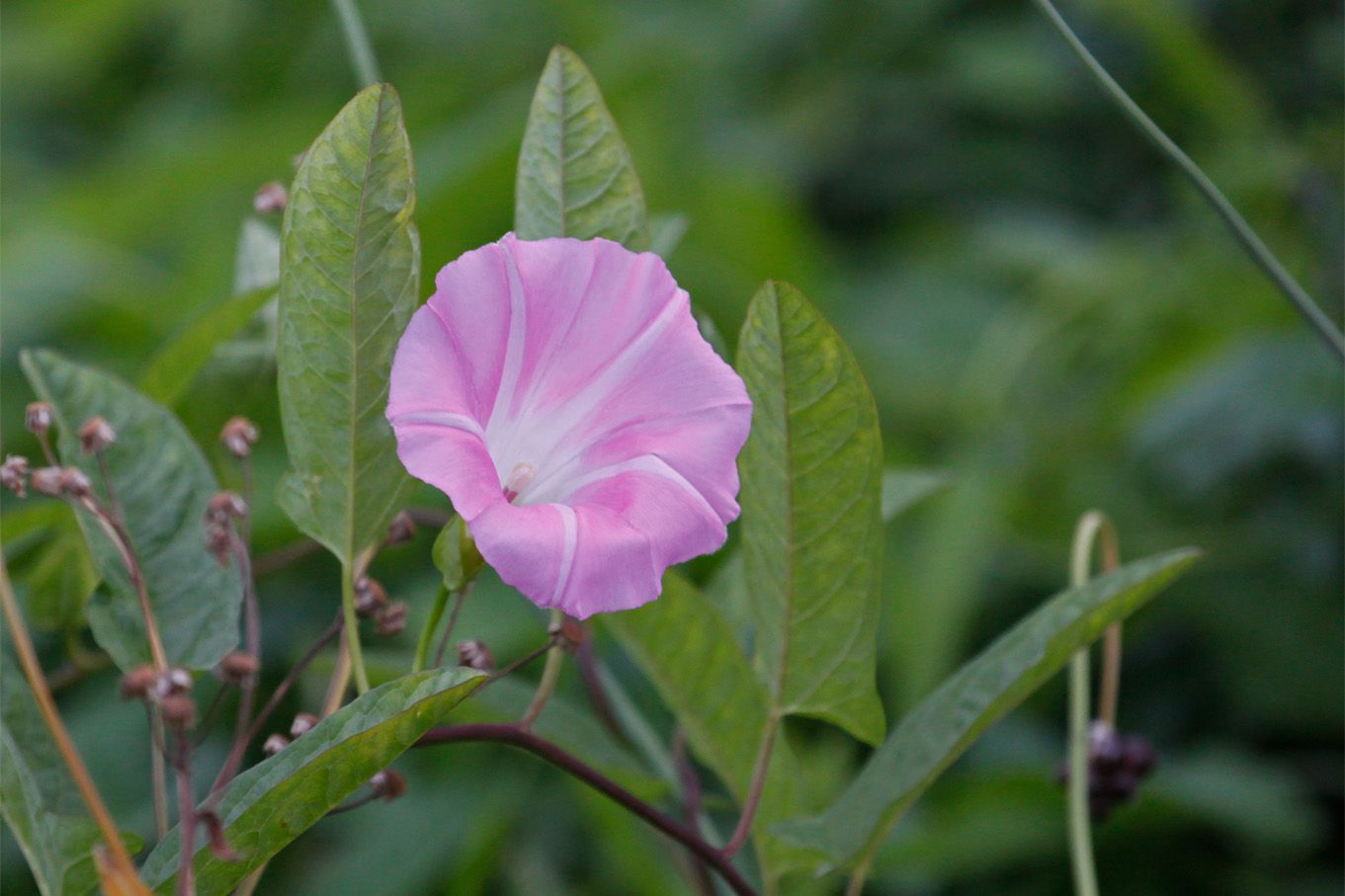 ヒルガオ：夏の花ですね。