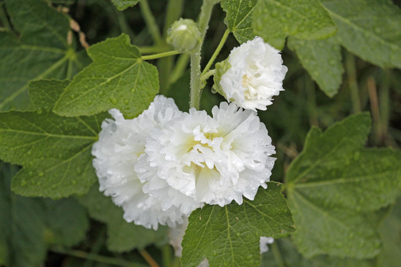 白くゴージャスな花。ムクゲの一種かな？　