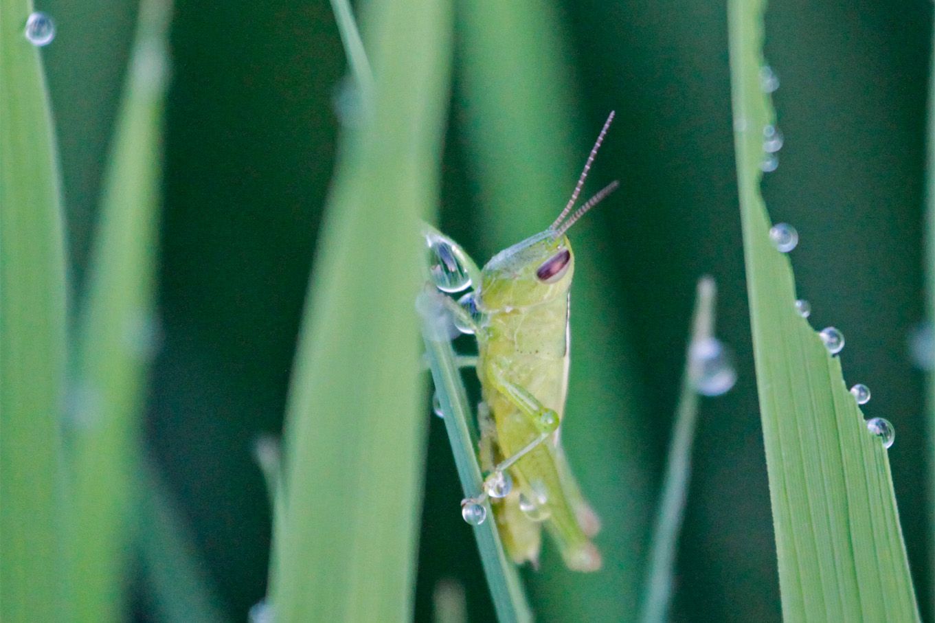 イナゴって・・・きっと「稲子？」ですよね？？？