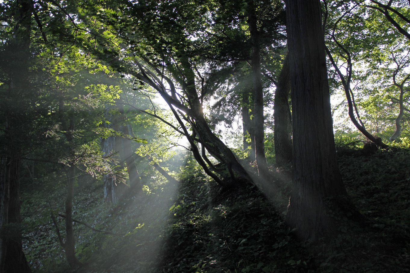 夏の森・・・って感じですねぇ。