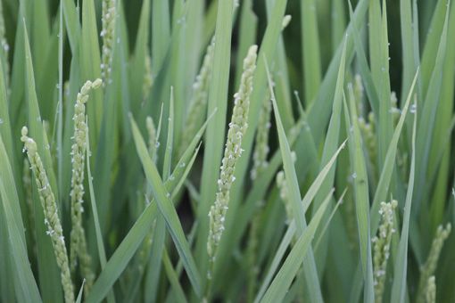 稲の花が開花する頃なのでしょうか？