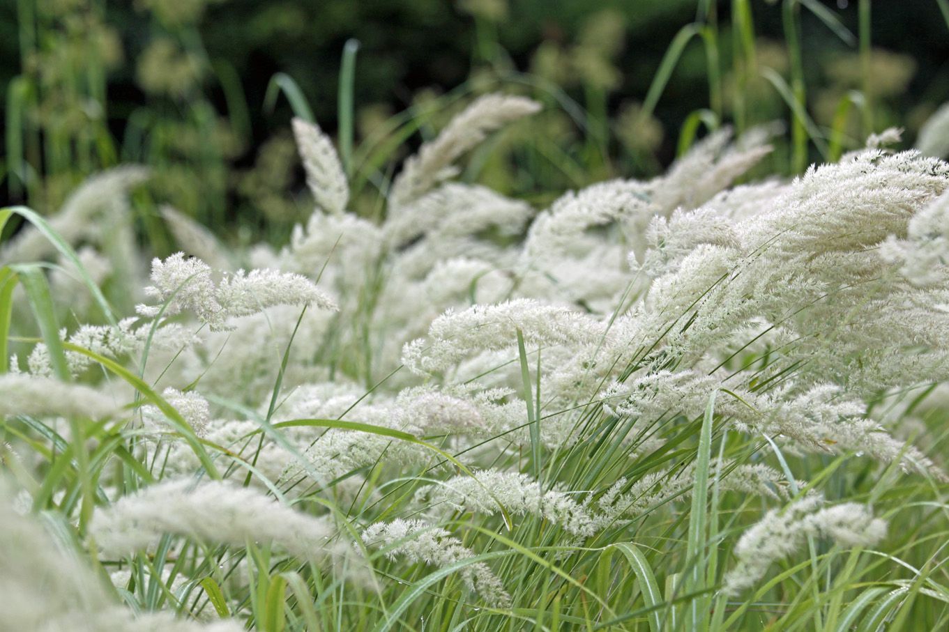あ、なんだか秋の雰囲気。荒れ地にふわっと