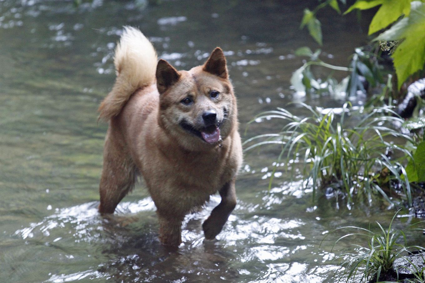 ばしゃ、ばしゃ、ぶくぶく・・・・犬っ子達の水遊び。
