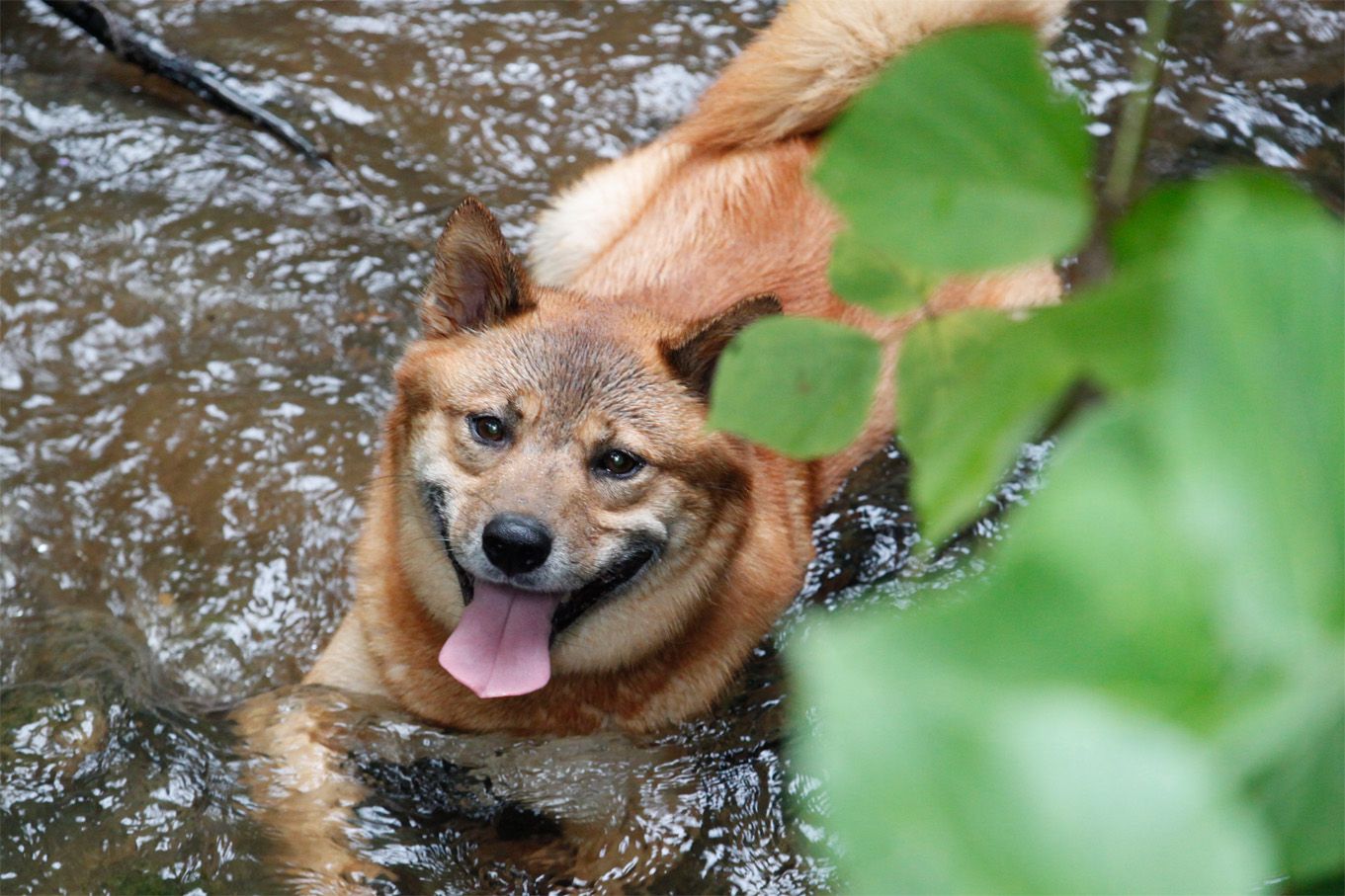 沢で水遊び：週末恒例の犬っ子達との山駆け散歩