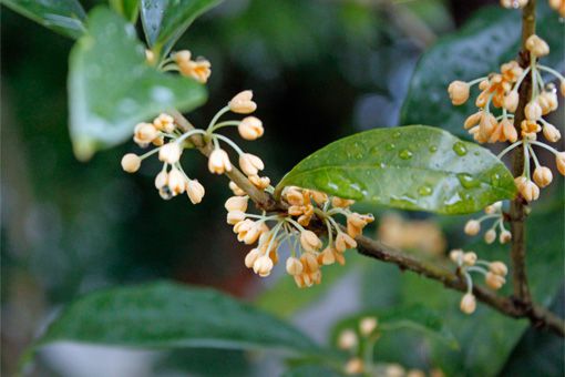 キンモクセイの花と香り。