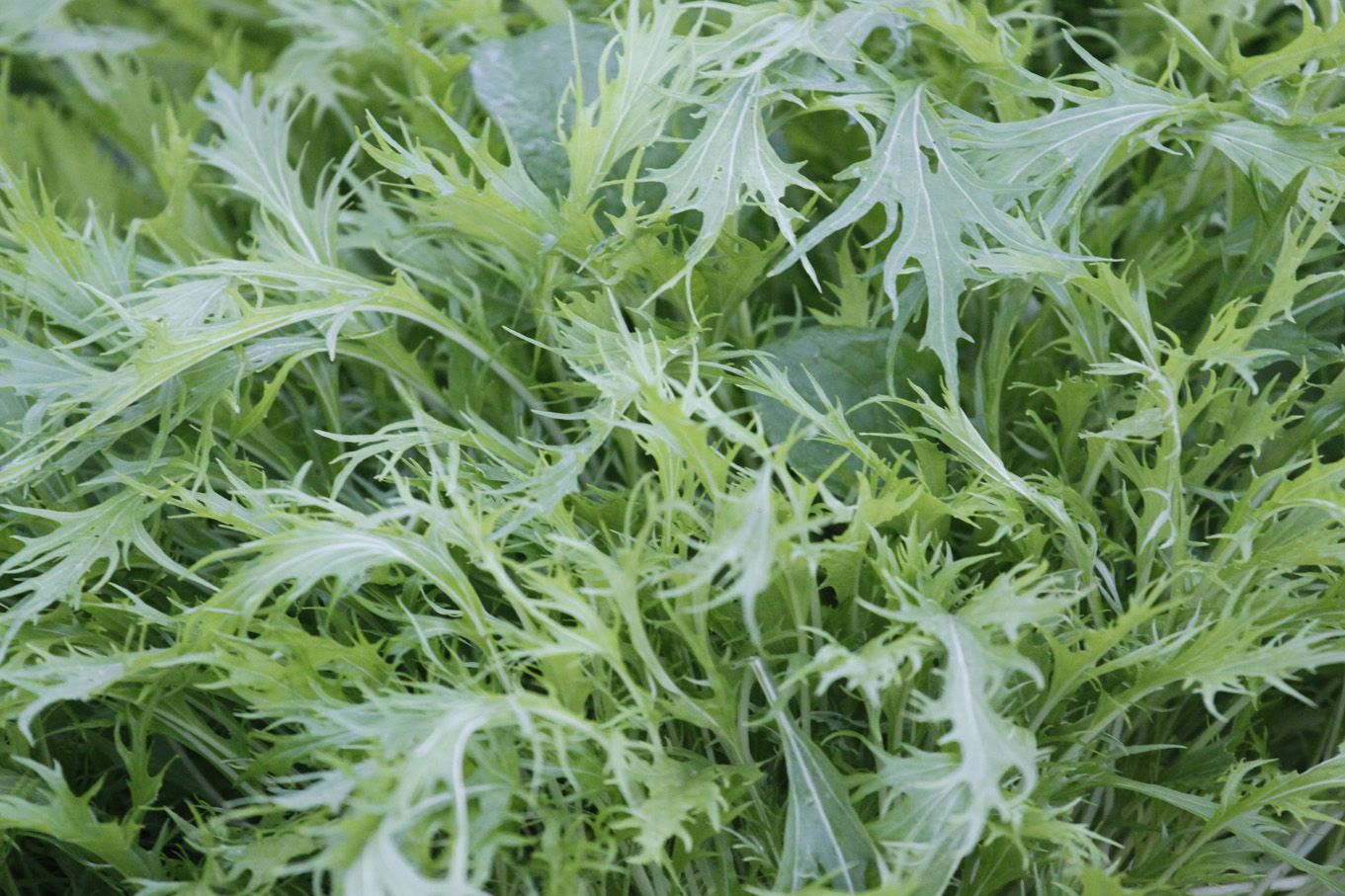 水菜に春菊ぅ。　「鍋の季節」の到来ですね。