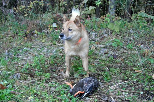 犬っ子ケンタ（兄６歳）、お手柄！