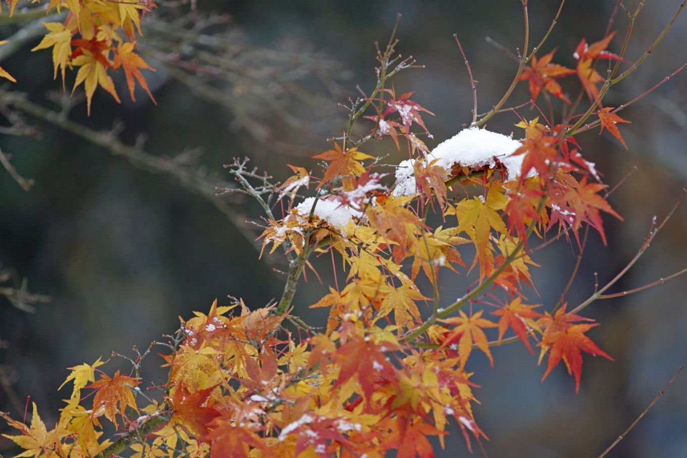 米沢は関根の紅葉（モミジ）