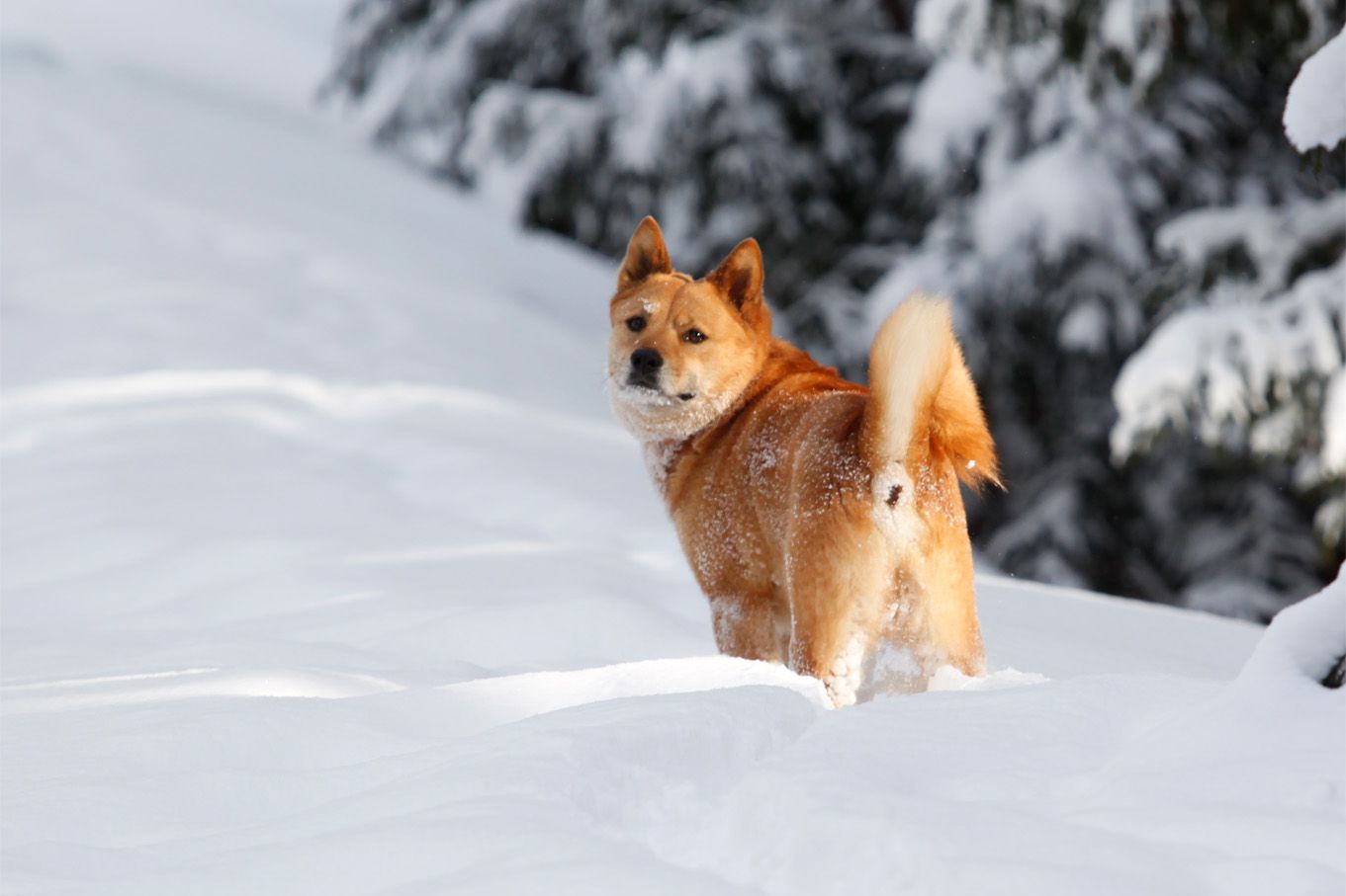 懲りもせず、今日も犬っ子達といっしょです。