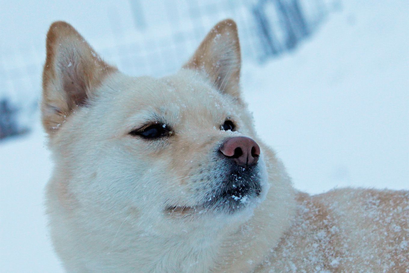 雪降りで、山に行けない週末・・・だけど、、、