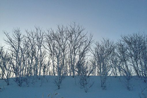 土手のハリエンジュにも再び雪の花が。