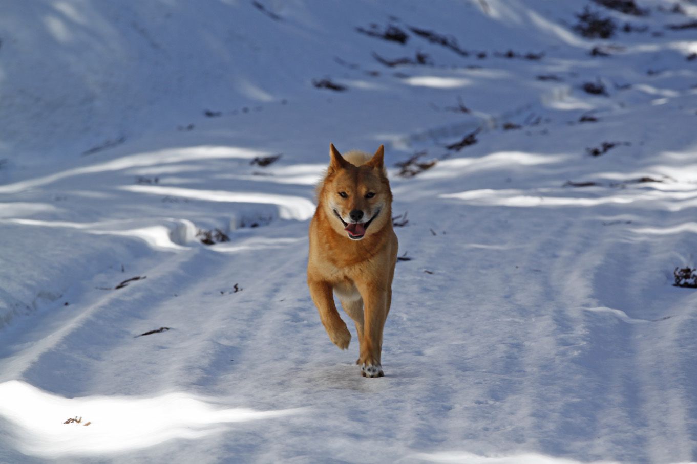 週末恒例の犬っ子達との山駆け散歩（雪山編）