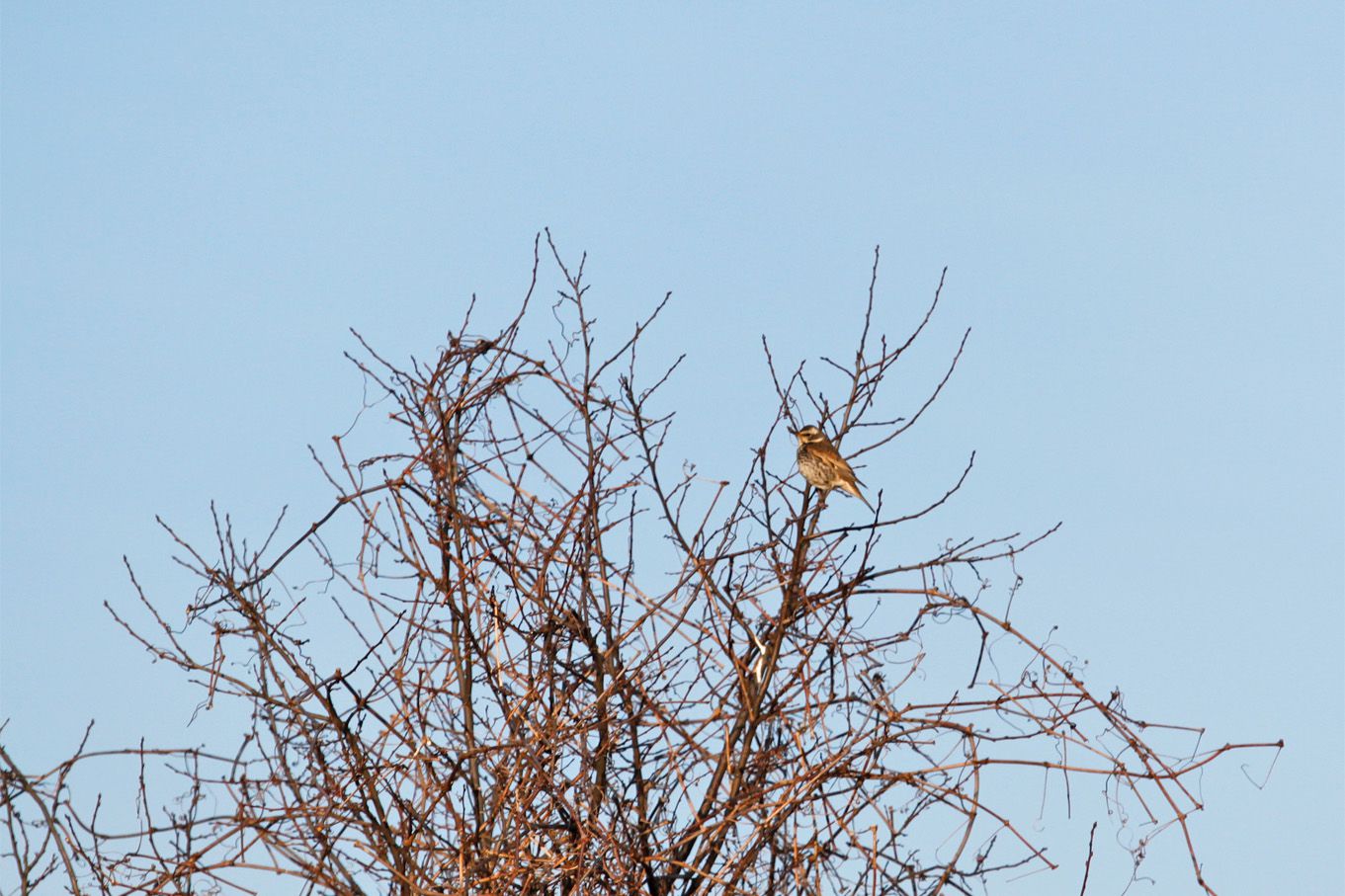 鳥日和り。。。