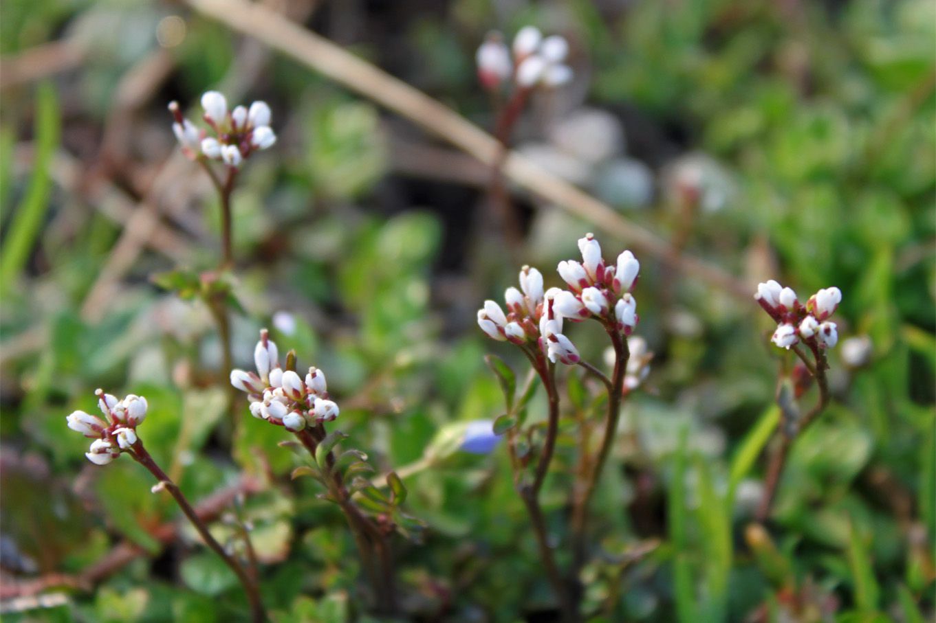 白く可憐な春の花、これぞ雑草の代表！ペンペン草です。