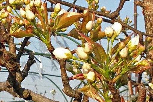 ラフランスの白い花のツボミが膨らんでいました。