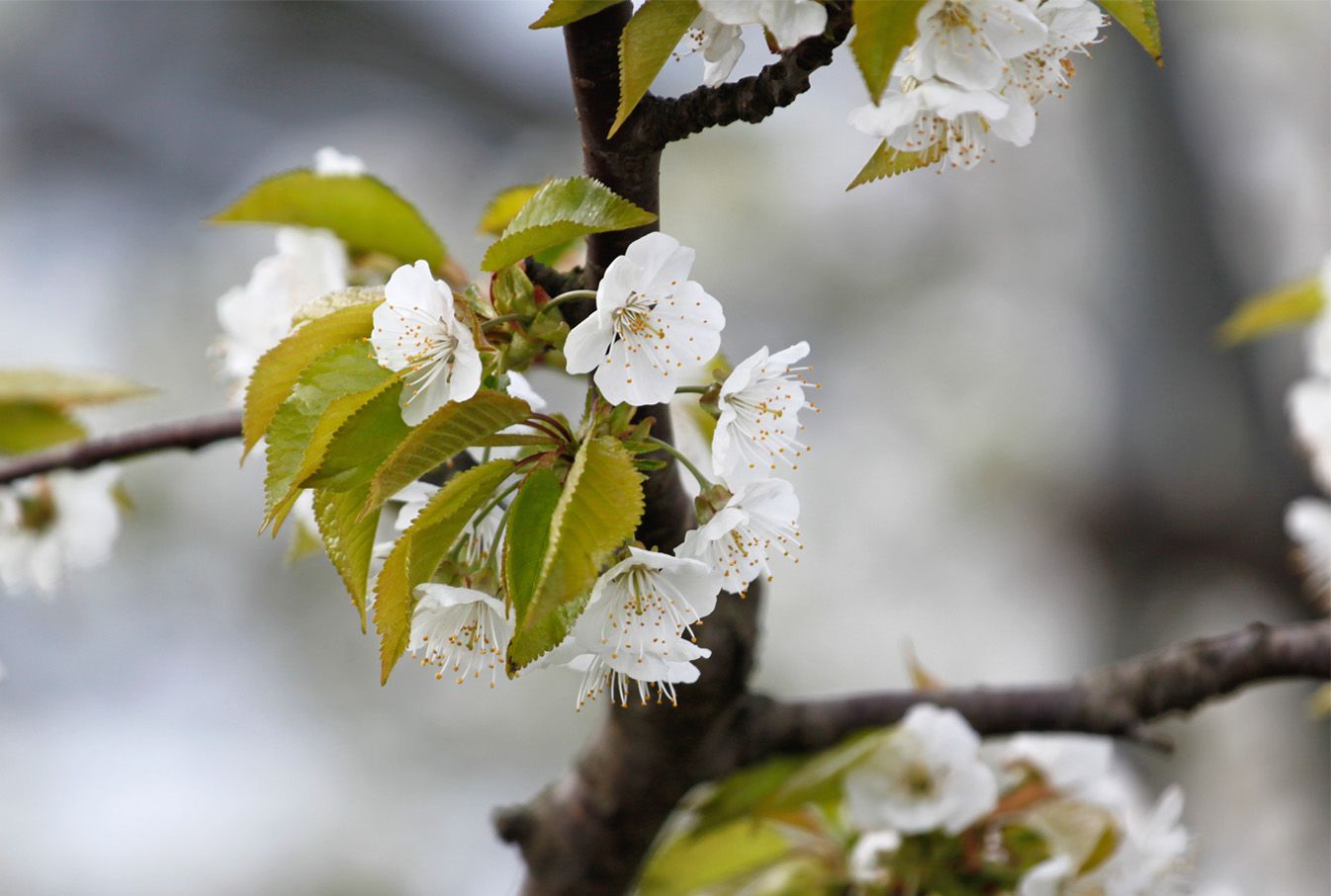 ご存知、サクランボの花です。