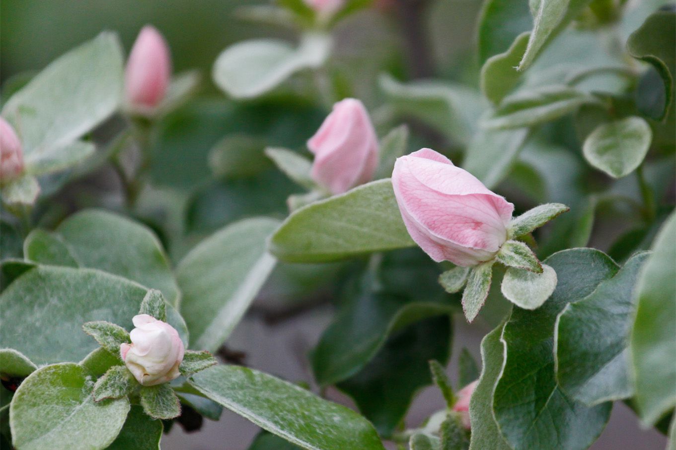 カリン（花梨）の花芽がさらに膨らみました。