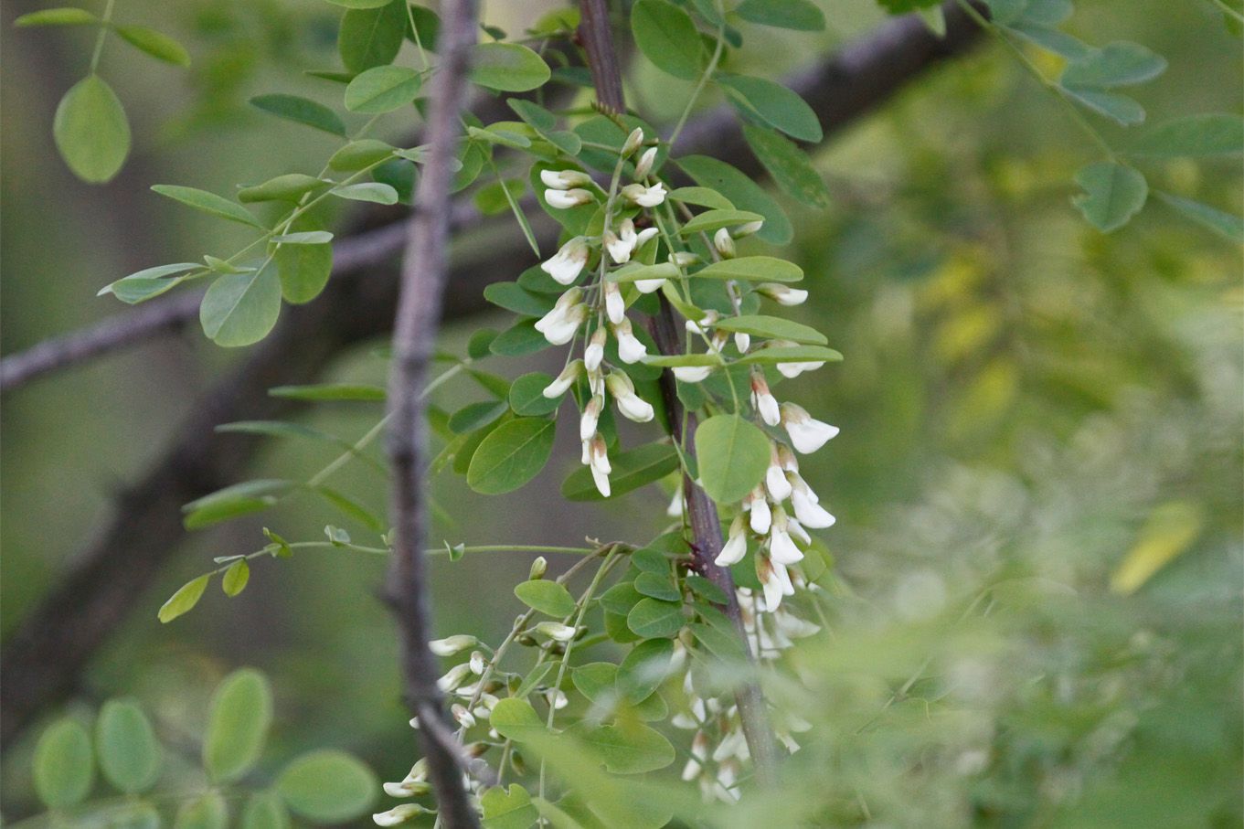 ハリエンジュ（針槐）の花芽が大きくなって来ました。