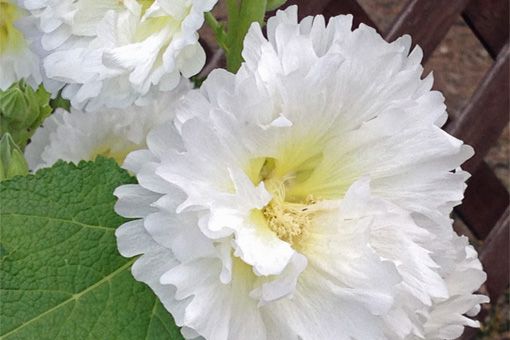 夏の花：タチアオイの大輪