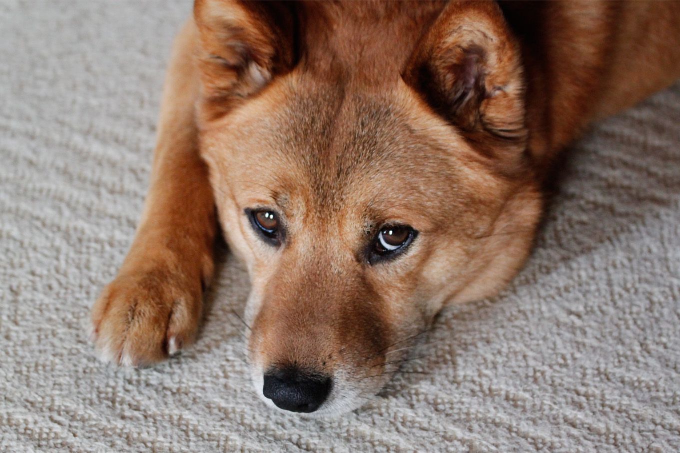 犬っ子ケンタ（兄７歳）：男はつらいよ・・・である。