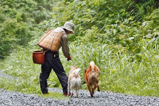 なんか・・・本格派の背負篭（ショイゴ）と腰篭（ハケゴ）。。。