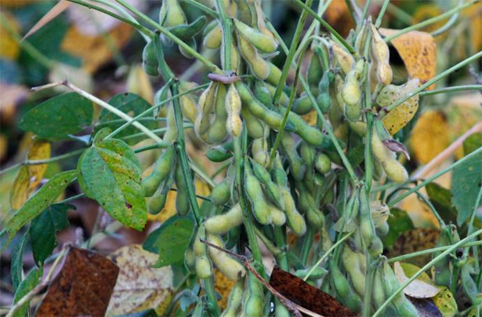 減反対策のsoybeans。。。