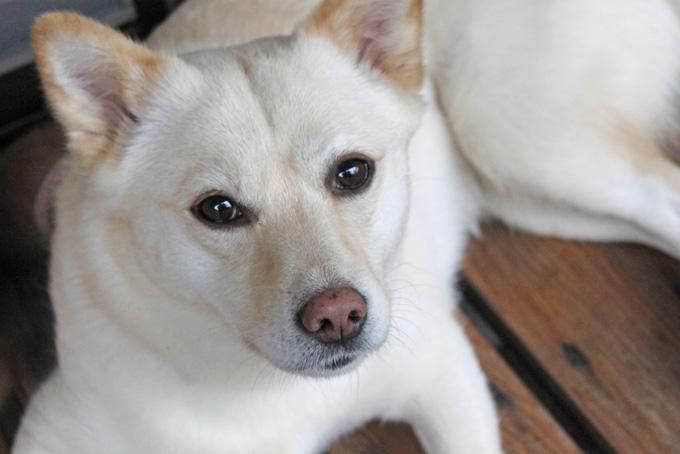 週明けの、犬っ子達との朝散歩は、