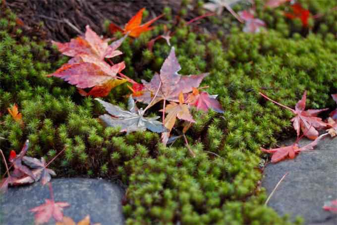 ♪ 枯葉 ♪ ・ ♪ Autumn Leaves ♪ ・  濡れ落葉 ；；；