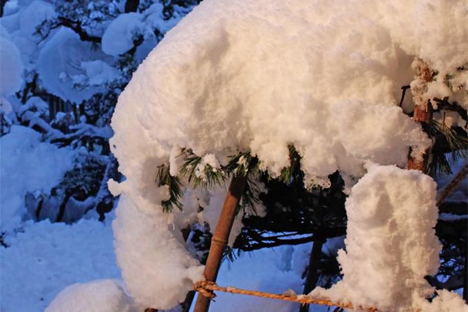 今朝までに庭木に積もった雪です。（山形市郊外）