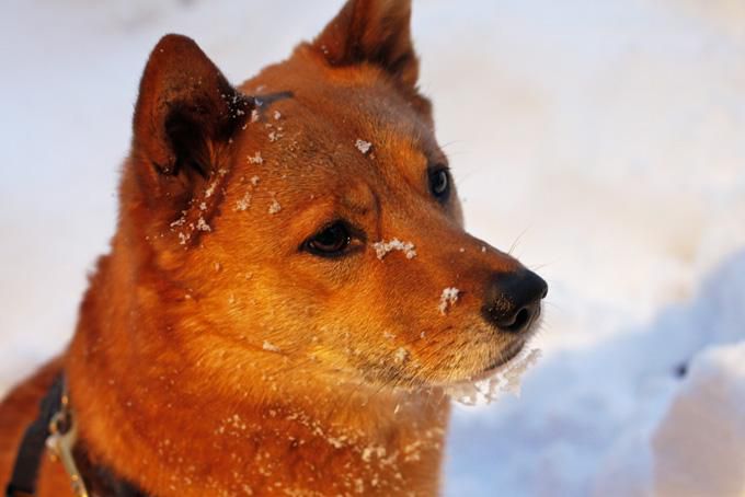 犬っ子ケンタ（兄７歳）：雪浴び顔の図。