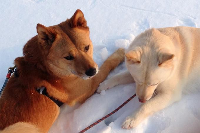 犬っ子兄妹も、オソマキながら新年のご挨拶。