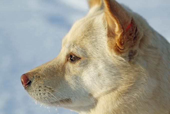 犬っ子モッチ（妹5歳）：朝日に向かってタソガレる・・・の図。