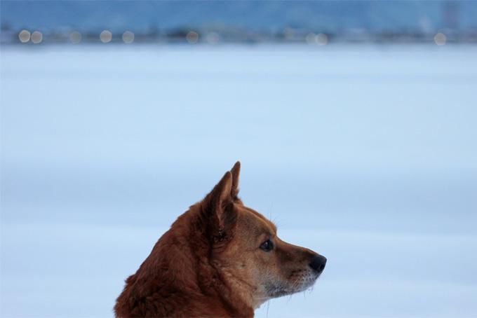 犬っ子達との朝散歩：雪渡り