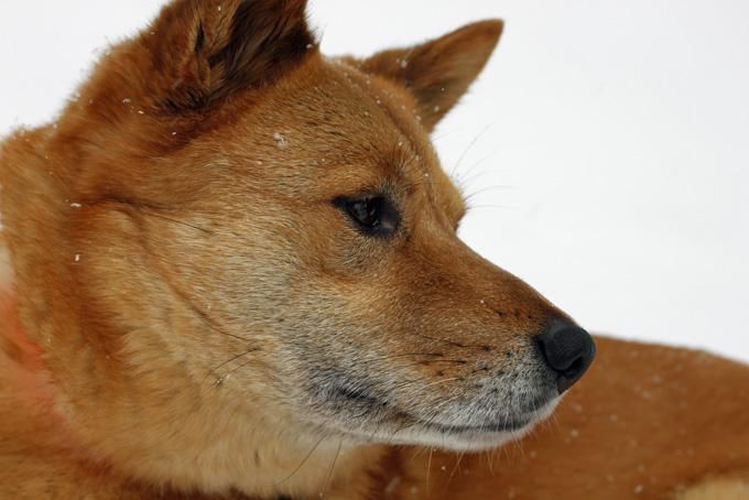 週末恒例：犬っ子達との山駆け散歩。