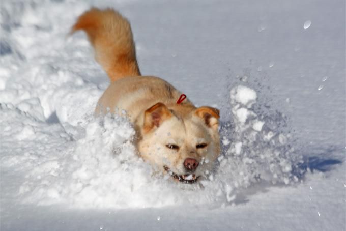 犬っ子モッチ（妹５歳）：雪に溺れる・・・の図。