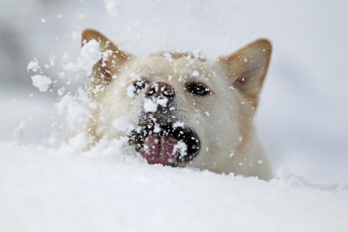 犬っ子モッチ（妹５歳）：湿雪に溺れ喘ぐぅ・・・の巻