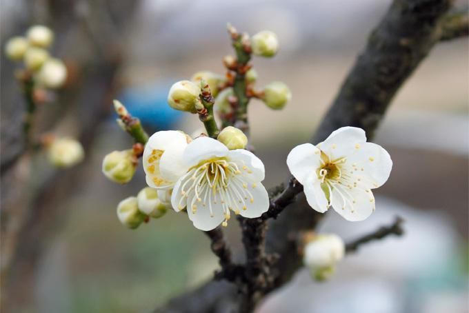 花冷えな朝でした。。。