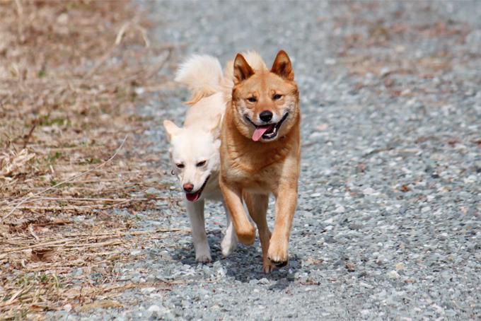 犬っ子ラン：side by side