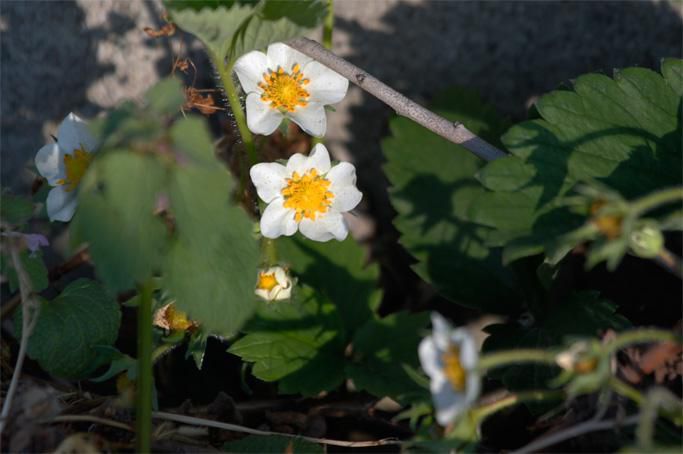 ミチバタイチゴの花が咲き出した。